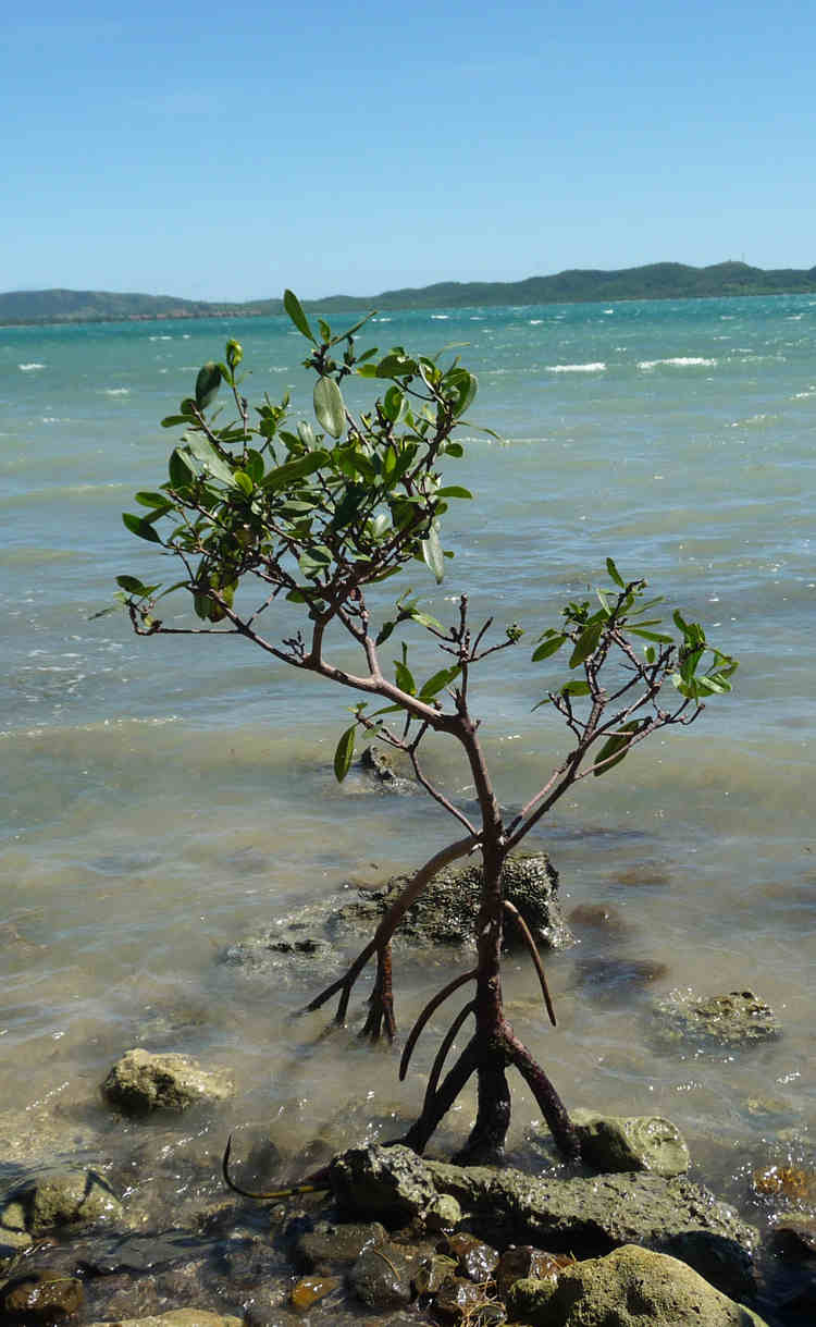 Fideicomiso de Conservación de Puerto Rico Blog Archive Punta Guaniquilla ESP