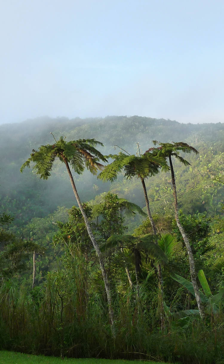 Fideicomiso de Conservación de Puerto Rico Blog Archive Foreman ESP